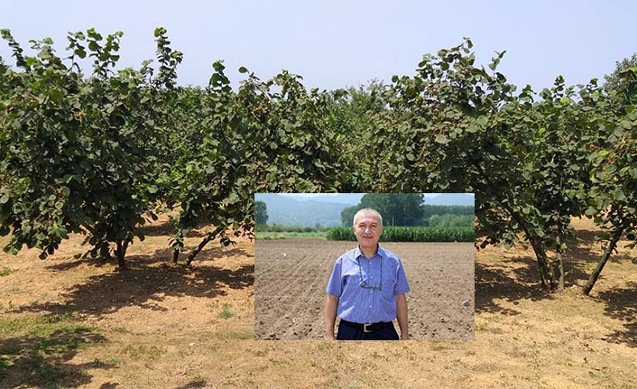 Verim Ve Kaliteyi Artıracak Fındık Çeşitleri Belirlendi