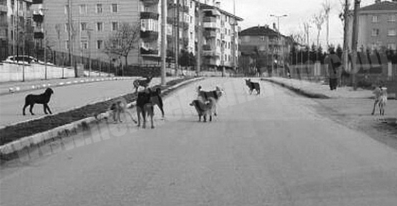 YENİ MAHALLE'DE SOKAK KÖPEKLERİ KORKU SALIYOR