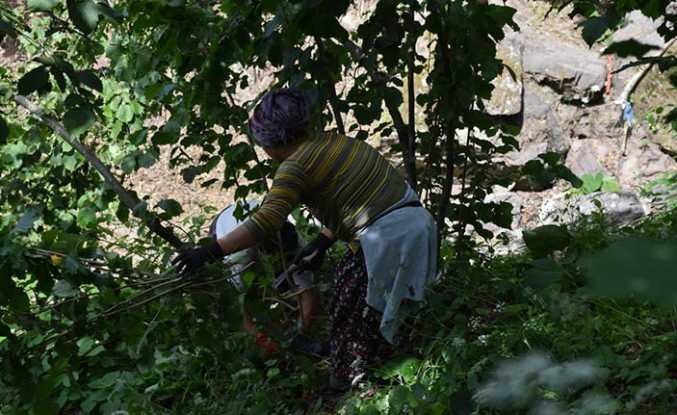 Fındık Bahçeleri Hasata Hazırlanıyor